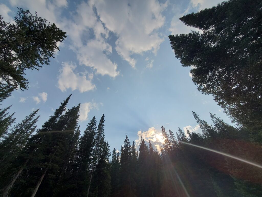 Looking through circle of trees up to open sky.