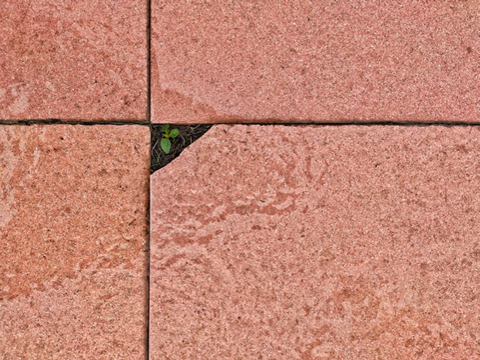 Brick wall with plant growing through crack.